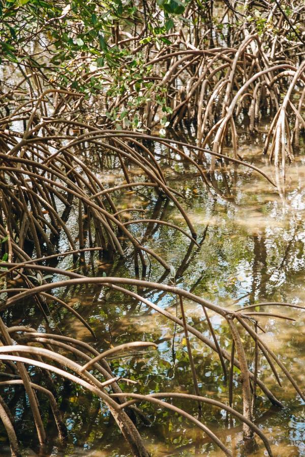 Pousada Reserva Tatuamunha Pôrto de Pedras 外观 照片